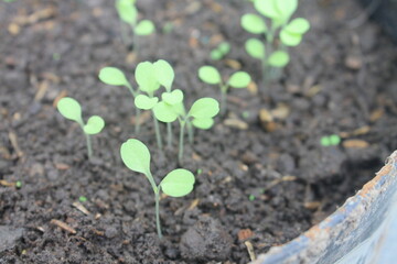 Sowing lettuce seeds in pots

