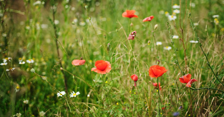 Red Poppy Flowers In Green Meadow On A Summer Day