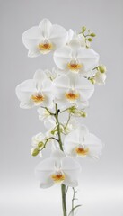 Elegant white orchids on a pristine white background , closeup, texture