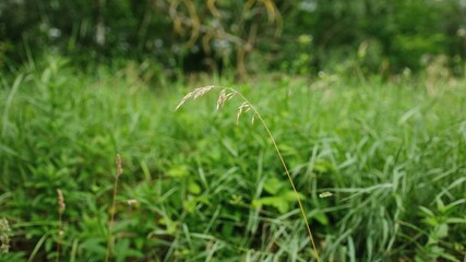 Summer Meadow With Green Grass On Summer Day