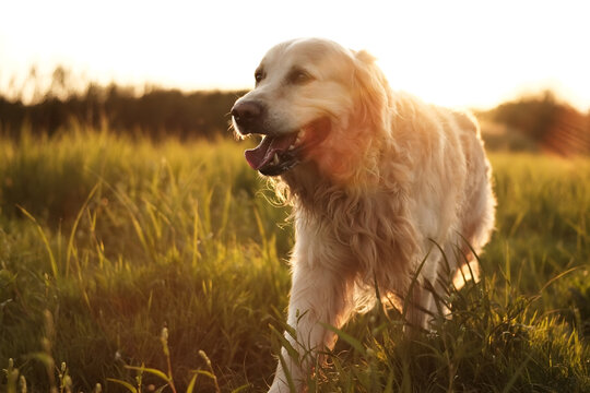 Adorable Golden Retriever Dog Walking On A Field At Sunset