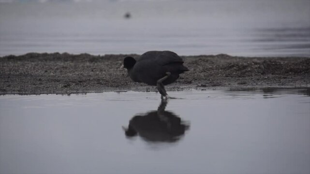 poule d'eau dans lac