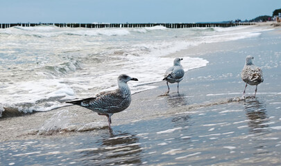 Seagulls Flying And Walking On Shore