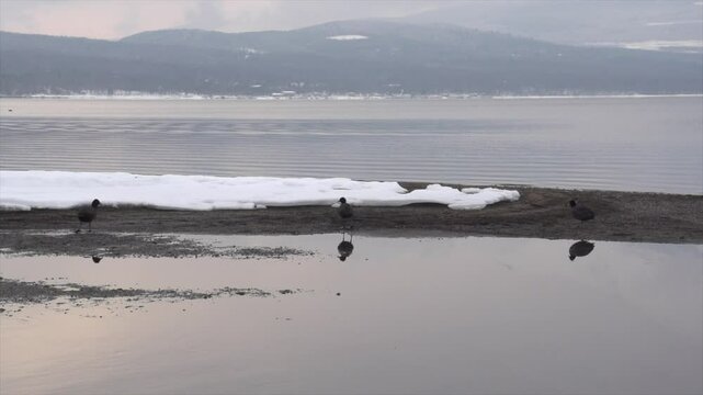 poule d'eau dans lac