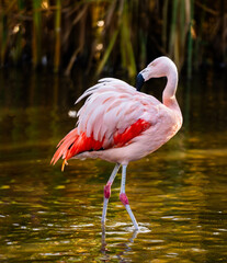 Pink Flamingo Birds In Water
