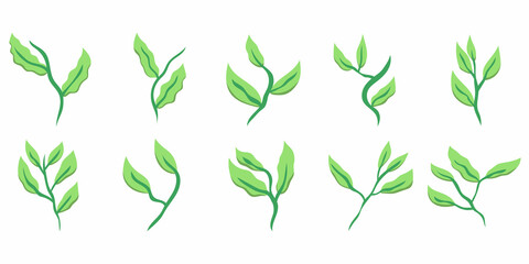 Green Tea Leaves