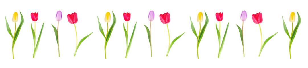  Panorama Pattern of Colorful Tulips on a White Background