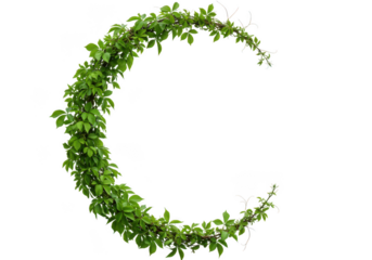 Green vine foliage crescent isolated on transparent background