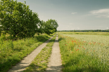 beautiful summer landscape with red poppies