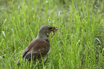 A thrush with worms in its beak among the green grass in a park near the Ryazan Kremlin