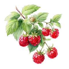 Watercolor painting depicts fresh raspberries on a branch with green leaves.