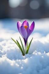 Tiny crocus pushes through snow, vibrant color contrasts white , colorful, flora