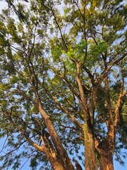 Lush green foliage and large tree branches reaching towards the light-filled sky.
