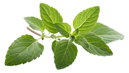 Herbal medicine plant Ocimum tenuiflorum or Tulsi or holy basil isolated on transparent background