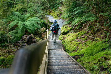 Fototapeta premium Man hiking Lake Matheson Walk on steep wooden stairs. West Coast. South Island. New Zealand.