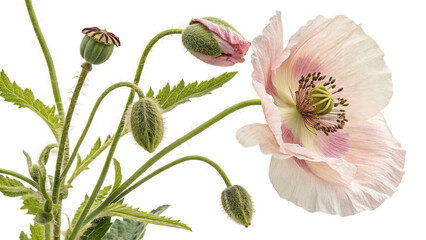 Herbal medicine plant Papaver somniferum or Opium poppy isolated on white or transparent background