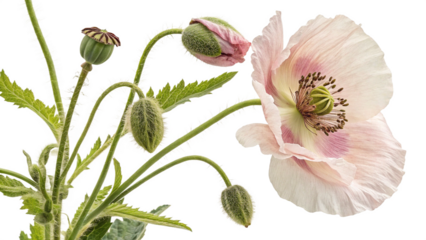 Herbal medicine plant Papaver somniferum or Opium poppy isolated on white or transparent background