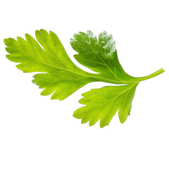 Fresh green parsley leaf isolated transparency background culinary herb vibrant and healthy used cooking and garnishing