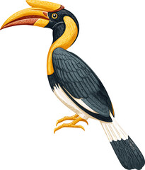 Colorful hornbill cartoon isolated on transparent background. Vector illustration.
