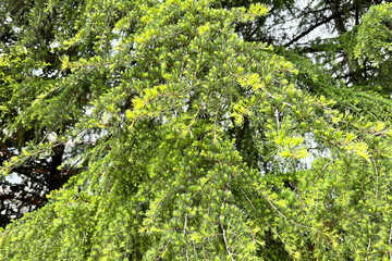 Larch. Close-up of the beautiful, graceful, bright green branches of the coniferous larch tree Larix decidua on a summer day.