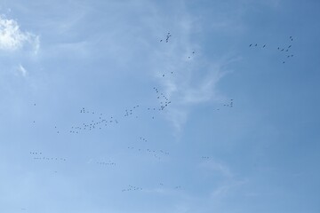 birds flying in the blue sky