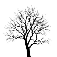 Obraz premium Bare Tree with Branches Spread Wide – Leafless tree with expansive, branching limbs against a clear background.