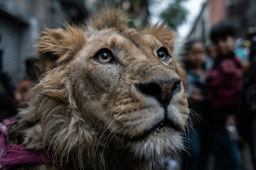 Fototapeta premium Majestuoso retrato de león adulto en la calle de la ciudad mirando hacia arriba con expresión noble, ideal para fuerza, majestuosidad y vida salvaje.