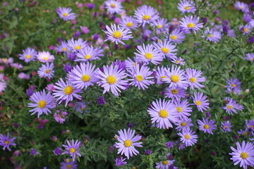 Vivid violet flowers of Michaelmas daisies in October