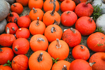 Assorted pumpkins scattered on the floor after harvest. Rustic fall background, ideal for themes...