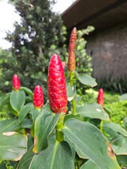 A vibrant red spiral ginger flower stands out among lush green leaves in a garden setting.