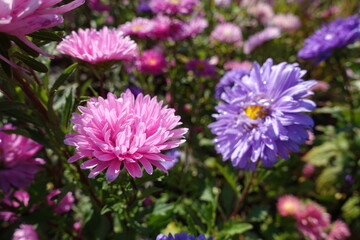 Obraz premium Vibrant pink and violet flowers of China asters in mid September