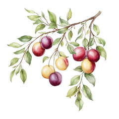 Watercolor painting shows fresh plums on a branch with vibrant green leaves.