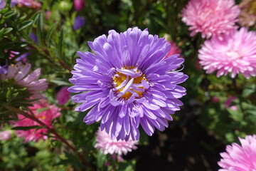 Obraz premium Vivid violet and pink flowers of China asters in September