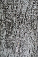 Backdrop - dry grey bark of horse chestnut tree