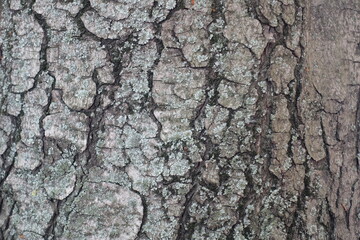 Close up of dry grey bark of horse chestnut tree