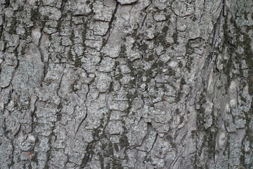 Closeup of dry grey bark of horse chestnut tree