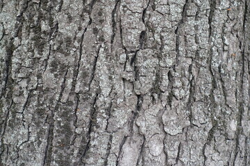 Naklejka premium Close view of dry grey bark of horse chestnut tree