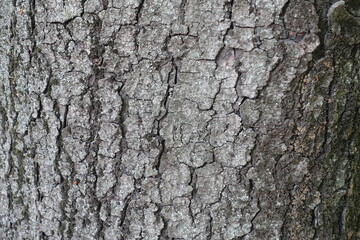 Moss and lichen on dry grey bark of horse chestnut tree