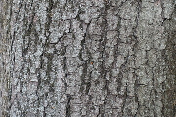 Naklejka premium Texture of dry grey bark of horse chestnut tree