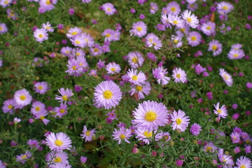 Flowers of pastel pink Michaelmas daisies in October
