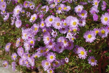 Multitudinous pink flowers of Michaelmas daisies in mid October