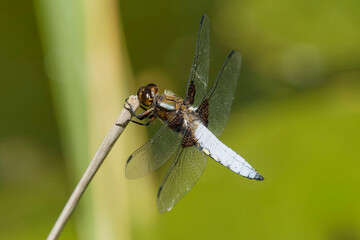 Libellula depressa | Broad-bodied chaser or broad-bodied darter. Dragonfly male with pruinose blue...