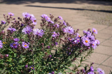 Obraz premium Profuse purple flowers of New England asters in October