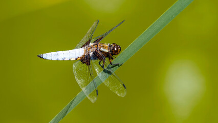 (Libellula depressa) A Broad-bodied chaser with a large male dragonfly with a long blue abdomen on the lookout resting on a reed leaf