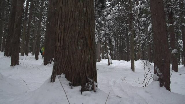 skieur dans la foret japonaise