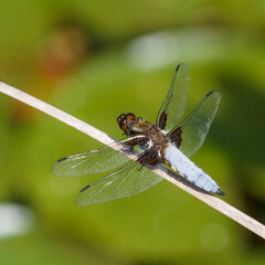 Libellula depressa | Broad-bodied chaser - Broad-bodied darter - Broad-bodied libellula. A medium-sized dragonfly with a very broad, flattened abdomen and wings