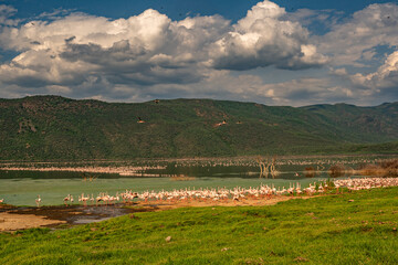 Naklejka premium beautiful sunset over Lake Baringo with pink flamingos in the foreground