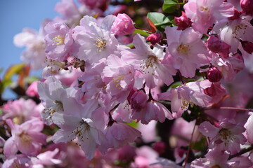 Vibrant pink sakura blossoms cover the branches.