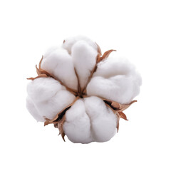 cotton flower isolated on white background.
