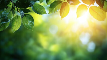 Sunlight filtering through lush green leaves